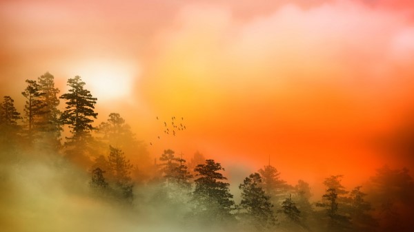 Fog Decline Orange Trees Mountains Birds Wallpaper