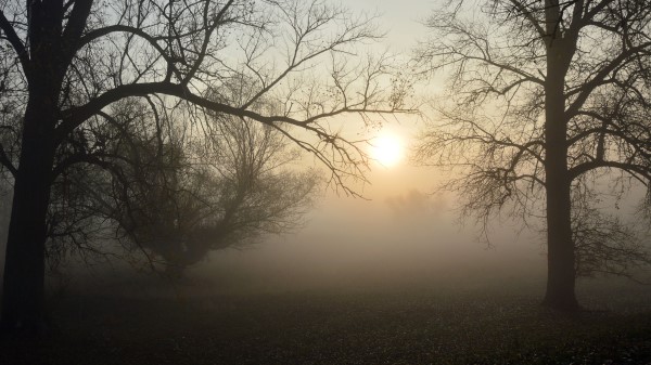 Fog Forest Branches Wallpaper