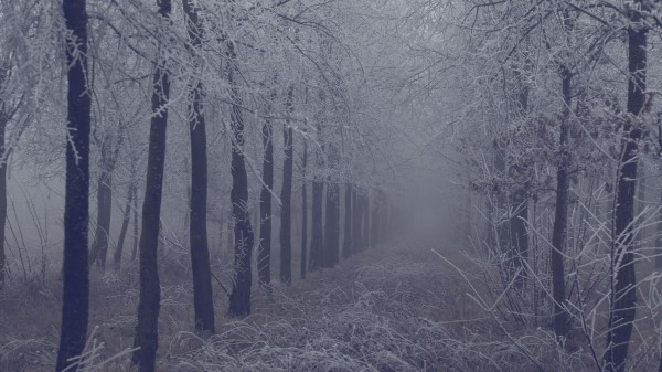 Fog Forest Frost Wallpaper