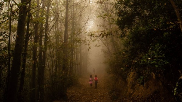 Fog Forest Path Wallpaper