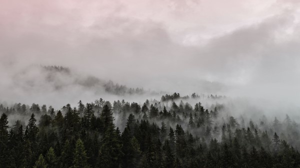 Fog Forest Pink Wallpaper