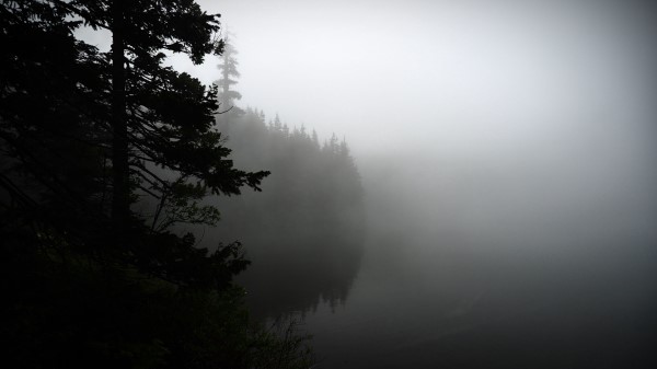 Fog Forest Trees Wallpaper