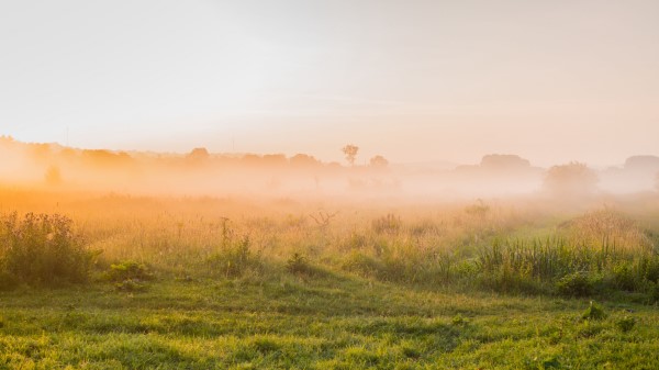 Fog Grass Trees Sky Wallpaper
