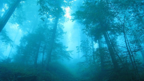 Fog In Forest Wallpaper Wallpaper