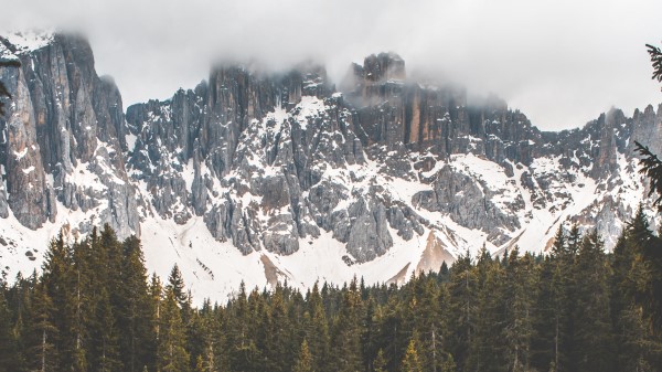 Fog Lake Forest Wallpaper