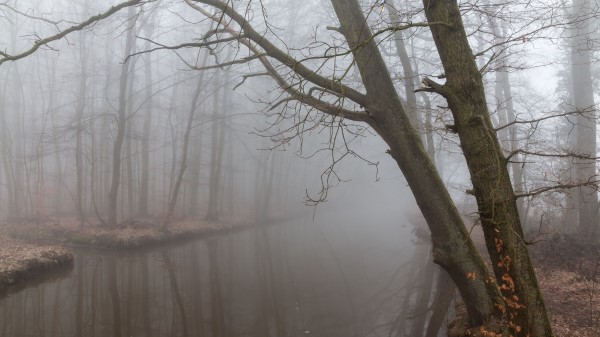 Fog Reflection Branches Wallpaper