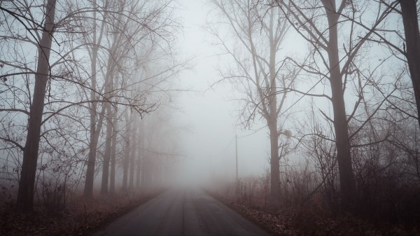 Fog Road Trees Image Wallpaper