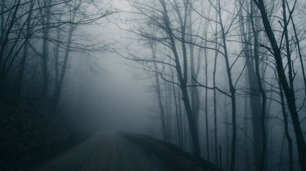 Fog Road Trees Picture Wallpaper