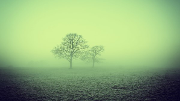 Fog Trees Field Wallpaper
