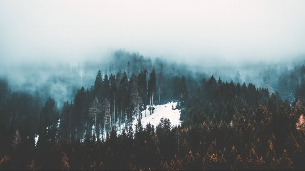 Fog Trees Forest Wallpaper