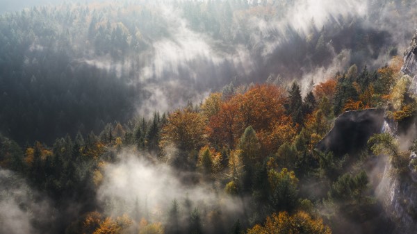 Fog Trees Mountains Pinnacle Wallpaper Wallpaper