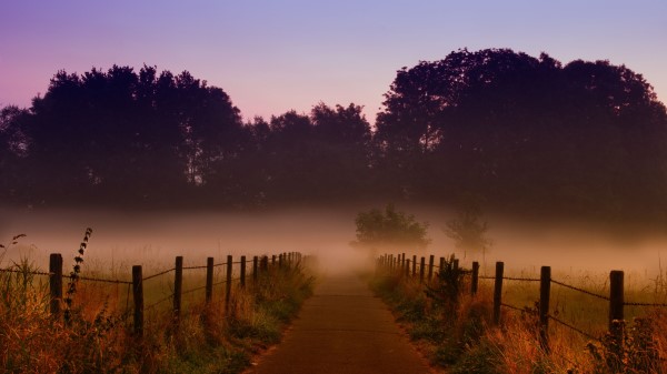 Fog Trees Path Wallpaper