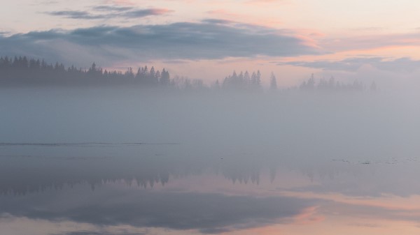 Fog Trees Reflection Wallpaper
