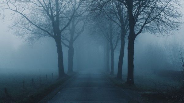 Fog Trees Road Wallpaper