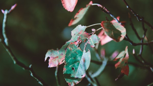 Foliage Autumn Dry Branch Wallpaper