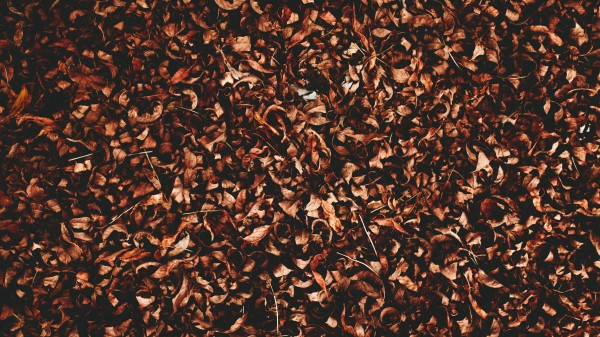 Foliage Autumn Dry Image Wallpaper
