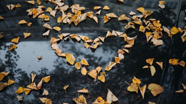 Foliage Autumn Heart Dry Fallen Wallpaper