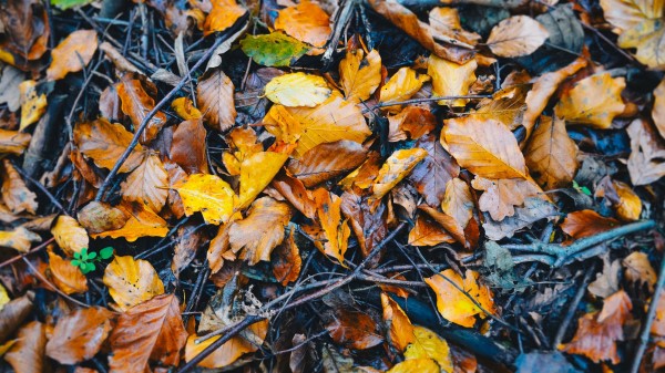 Foliage Fallen Autumn Wet Wallpaper