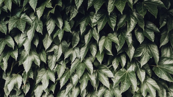 Foliage Leaves Bushes Wallpaper