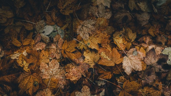 Foliage Leaves Fallen Wallpaper