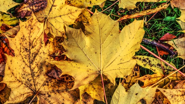 Foliage Maple Autumn Fallen Wallpaper