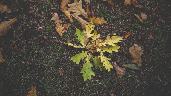 Foliage Oak Autumn Grass Wallpaper