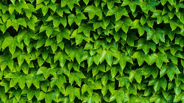 Foliage Plant Green Wallpaper