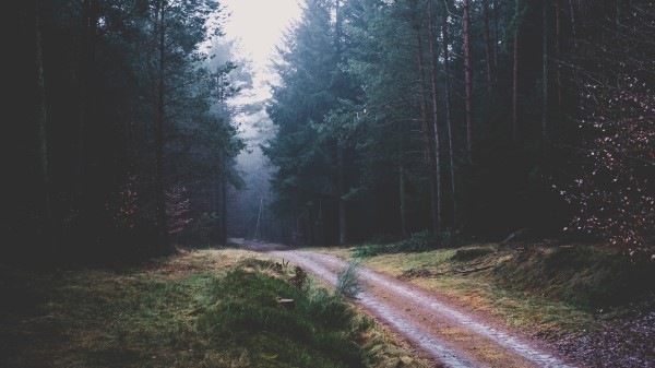 Footpath Forest Trees Wallpaper