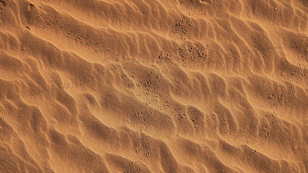 Footprints Beach Sand Wallpaper