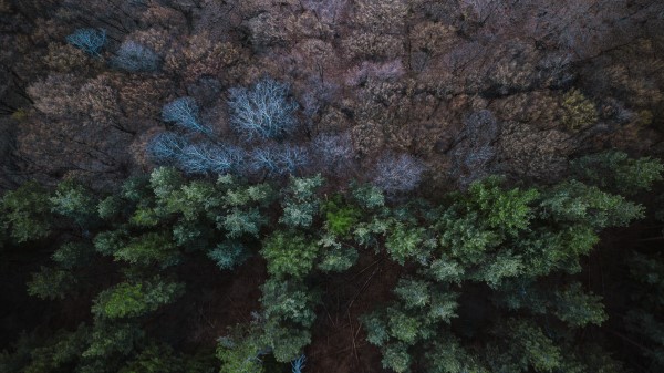 Forest Aerial View Balance Wallpaper