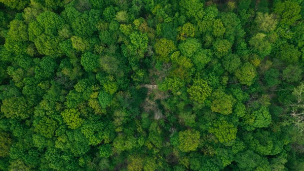 Forest Aerial View Green Wallpaper