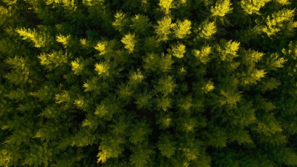 Forest Aerial View Spruce Wallpaper