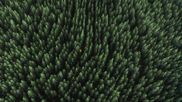 Forest Aerial View Trees Image wallpaper