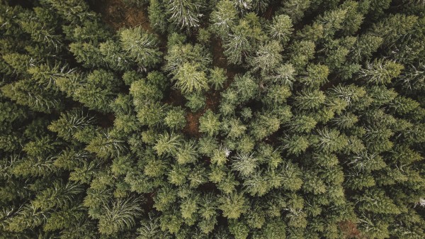Forest Aerial View Trees Io Wallpaper