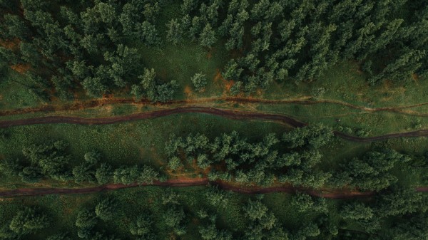 Forest Aerial View Trees Pic Wallpaper