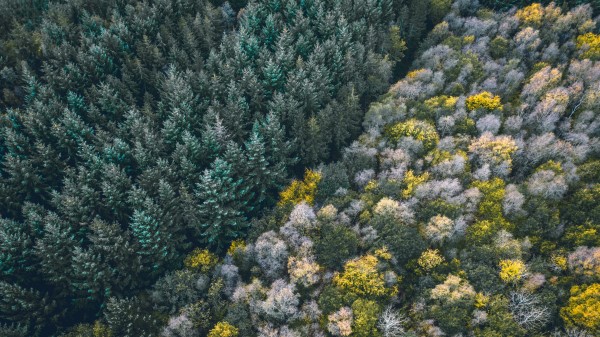 Forest Aerial View Trees Picture Wallpaper