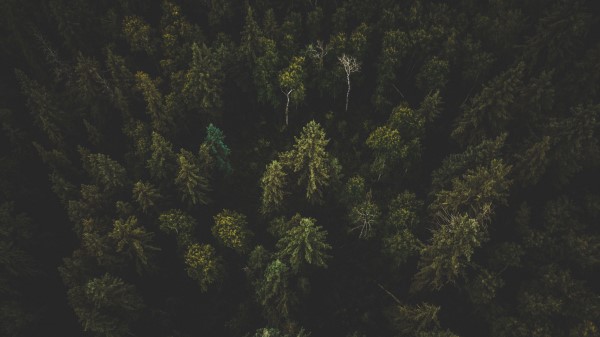 Forest Aerial View Trees Wallpaper