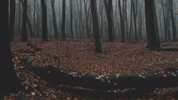 Forest Autumn Fog Wallpaper