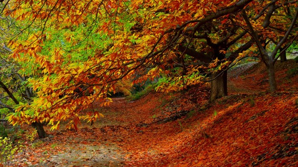 Forest Autumn Foliage Trees Wallpaper wallpaper