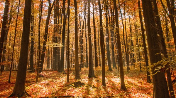 Forest Autumn Nature Wallpaper