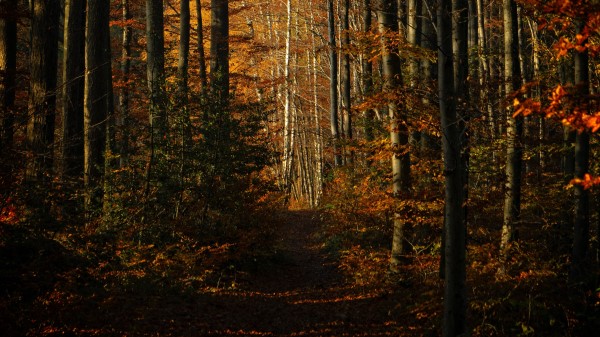 Forest Autumn Path Image Wallpaper
