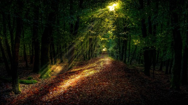 Forest Autumn Path Wallpaper