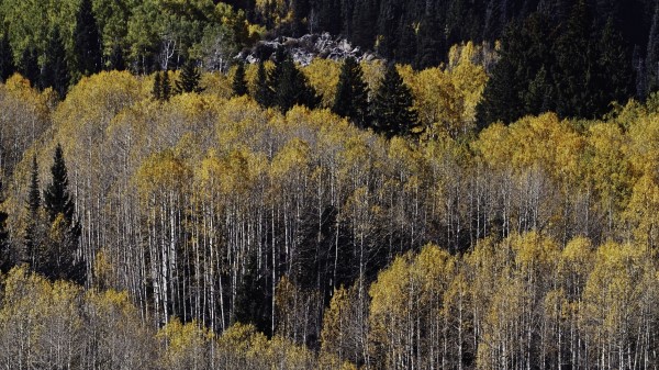 Forest Birch Spruce Wallpaper