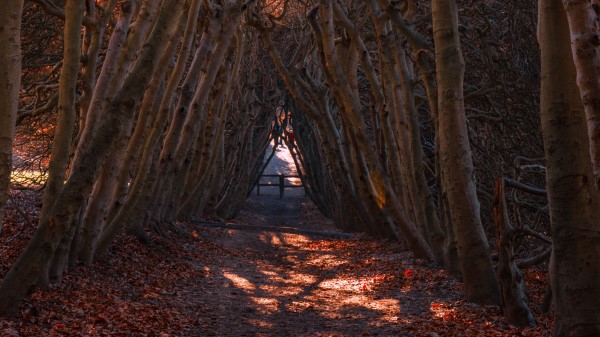Forest Branches Arch Wallpaper