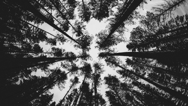 Forest Bw Trees Wallpaper
