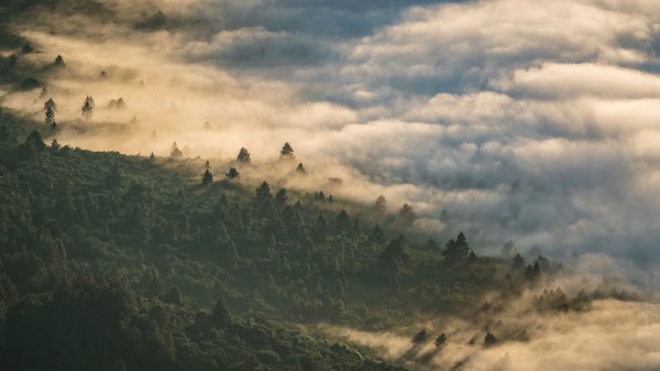 Forest Clouds Aerial View Wallpaper