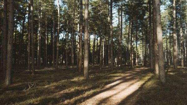 Forest Conifer Pines Wallpaper