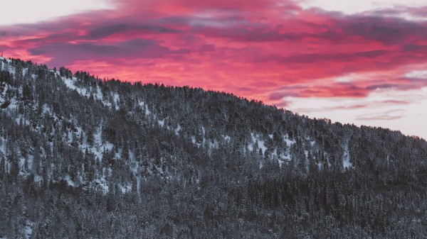 Forest Coniferous Snowy Wallpaper