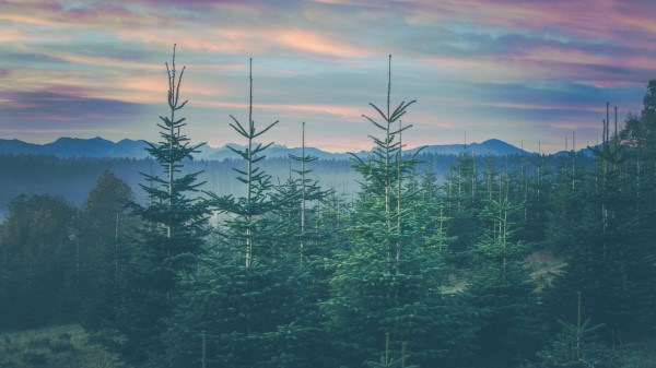 Forest Coniferous Spruce Wallpaper