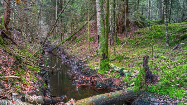 Forest Ditch Trees Landscap Wallpaper